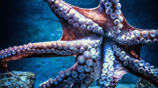 CEPHALOPOD FUN FACTS